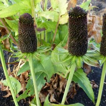 Rudbeckia occidentalis 'Green Wizard'