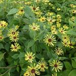 Rudbeckia subtomentosa 'Henry Eilers' - 