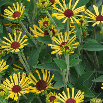 Rudbeckia subtomentosa 'Little Henry'