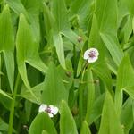 Sagittaria sagittifolia - Sagittaire à feuilles en flèche - Sagittaria sagittifolia