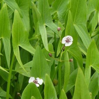 Sagittaria sagittifolia