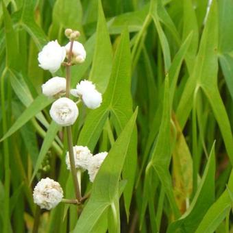 Sagittaria sagittifolia 'Flore Pleno'