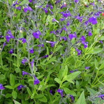 Salvia coahuilensis