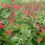 Salvia elegans 'Scarlet Pineapple' - 