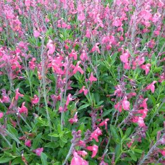 Salvia greggii 'Lipstick'