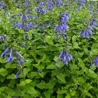 Salvia guaranitica 'Blue Enigma'