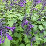 Salvia 'Amistad' - Salvia 'Amistad'