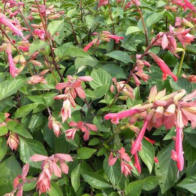 Salvia 'Ember's Wish' - 