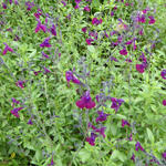 Salvia 'Nachtvlinder' - 