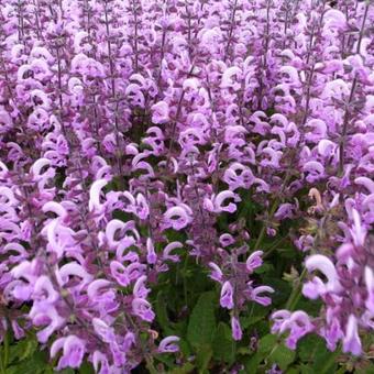 Salvia pratensis 'Pink Delight'