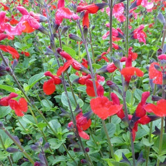 Salvia 'Royal Bumble'