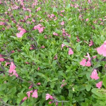 Salvia x jamensis 'La Siesta'