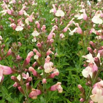 Salvia x jamensis 'Sierra San Antonio'