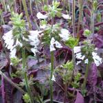 Salvia lyrata 'Purple Knockout' - 