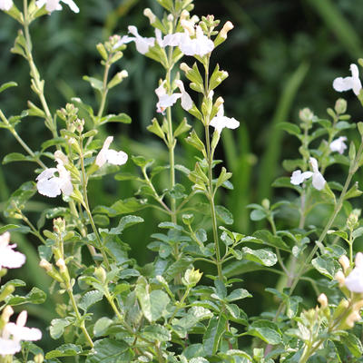 Salvia microphylla 'Gletsjer' - Salvia microphylla 'Gletsjer'