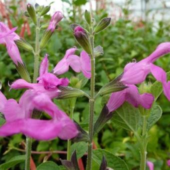 Salvia microphylla 'Pink Beauty'