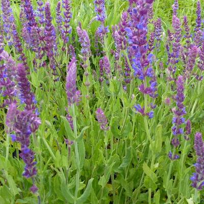 Salvia nemorosa - sauge des forêts