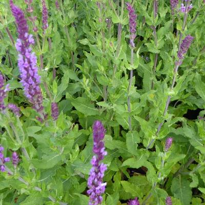 Salvia nemorosa 'Amethyst' - Salvia nemorosa 'Amethyst'