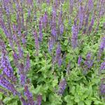 Salvia nemorosa 'Blaukönigin'  - 