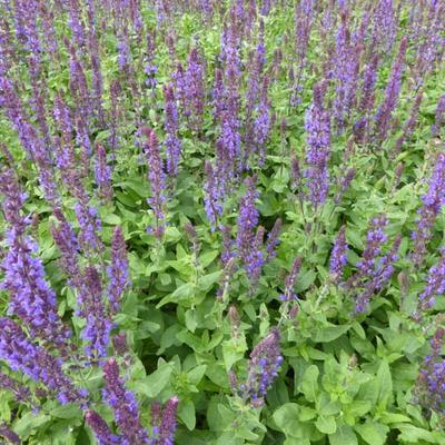 Salvia nemorosa 'Blaukönigin' 