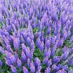 Salvia nemorosa 'Blue Bouquetta' - 