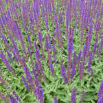 Salvia nemorosa 'Caradonna' - 