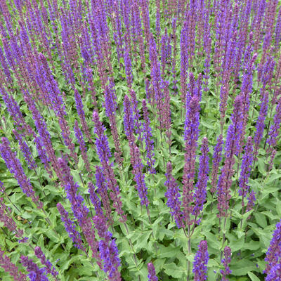 Salvia nemorosa 'Caradonna' - 