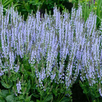 Salvia nemorosa 'Crystal Blue'