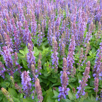 Salvia nemorosa 'Little Friesland'