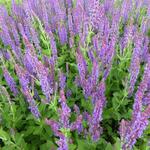 Salvia nemorosa 'Lubeca' - 