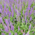 Salvia x sylvestris 'Mainacht' - 