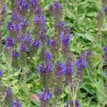 Salvia nemorosa 'Marcus' - 