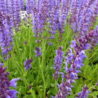 Salvia nemorosa 'Negrito'