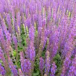 Salvia nemorosa 'Ostfriesland' - Salvia nemorosa 'Ostfriesland'