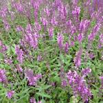 Salvia nemorosa 'Pink Friesland' - 