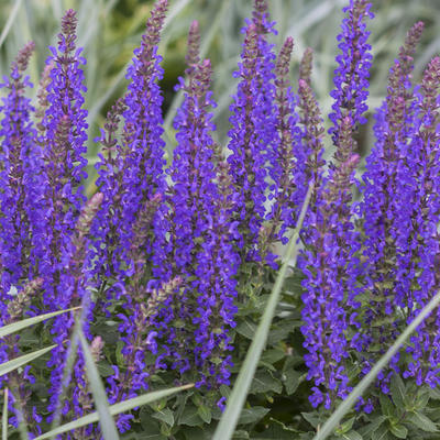 Salvia nemorosa 'Rianne - 