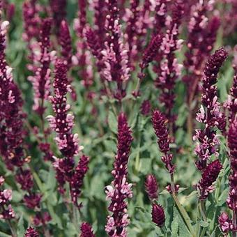 Salvia nemorosa 'Rose Queen'