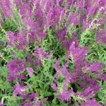 Salvia nemorosa 'Schwellenburg' - 