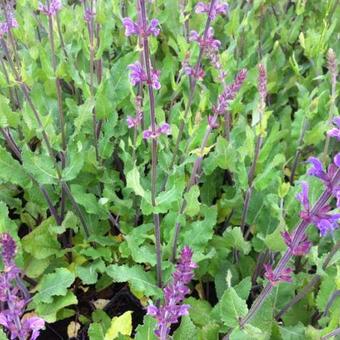 Salvia pratensis 'Twilight Serenade'