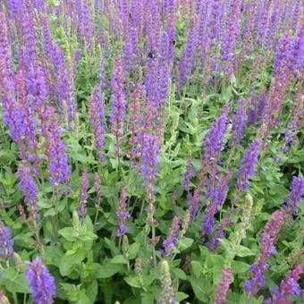 Salvia nemorosa 'Tänzerin'