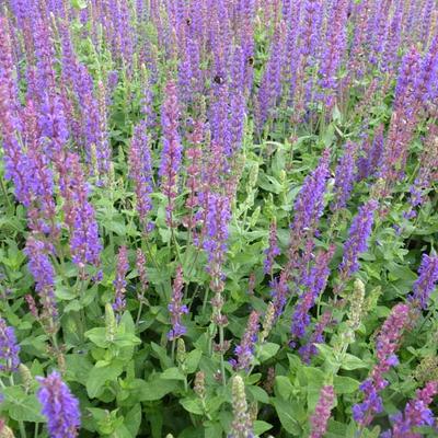 Salvia nemorosa 'Tänzerin' - Salvia nemorosa 'Tänzerin'