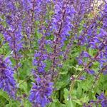 Salvia nemorosa 'Viola Klose' - 