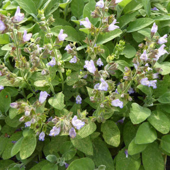 Salvia officinalis 'Berggarten'