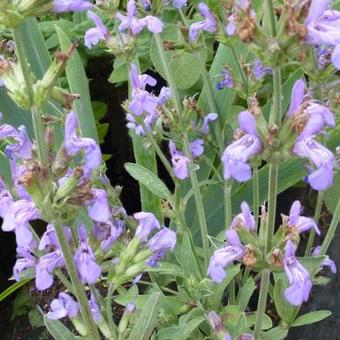 Salvia officinalis 'Grete Stölzle'