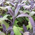 Salvia officinalis 'Purpurascens'