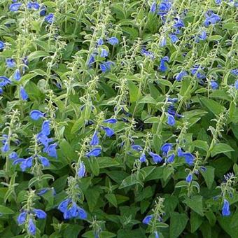 Salvia patens 'Royal Blue'