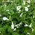 Salvia patens 'White Trophy'