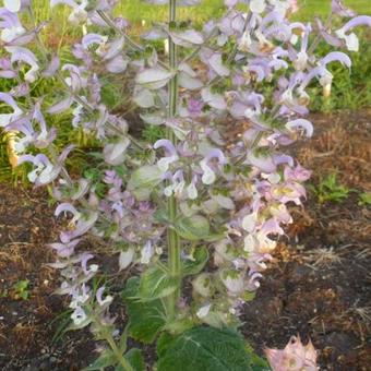 Salvia sclarea