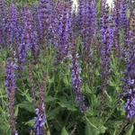 Salvia x sylvestris 'Dear Anja' - 