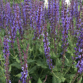 Salvia x sylvestris 'Dear Anja'